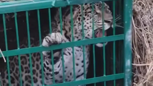 अल्मोड़ा: सल्ट के सौराल में गुलदार पिंजरे में कैद, ग्रामीणों ने ली राहत की सांस