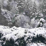 केदारनाथ-यमुनोत्री में बर्फबारी, बदरीनाथ से औली बर्फ से ढके